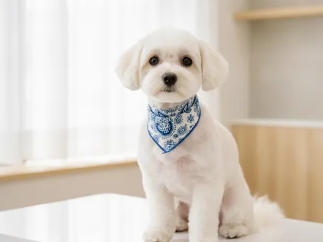 A small white dog wearing a blue bandana